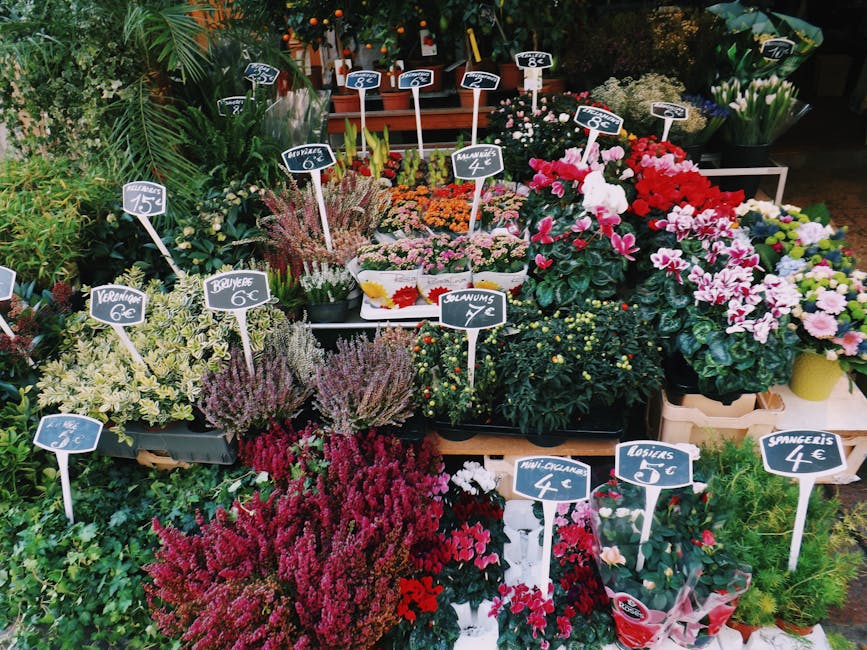 A vibrant display of fresh flowering plants arranged on a market stand, including clusters of pink and white cyclamens, purple and red heathers, and various small potted flowers with green foliage. Ea